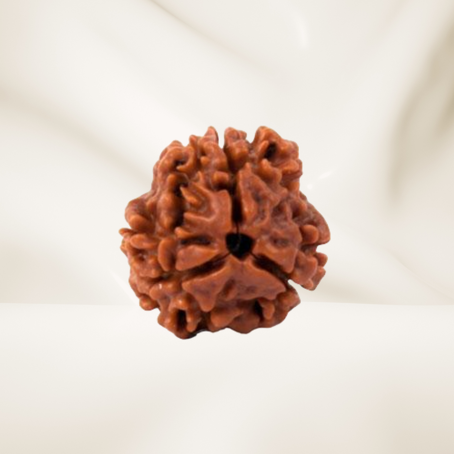 3 Mukhi Rudraksha