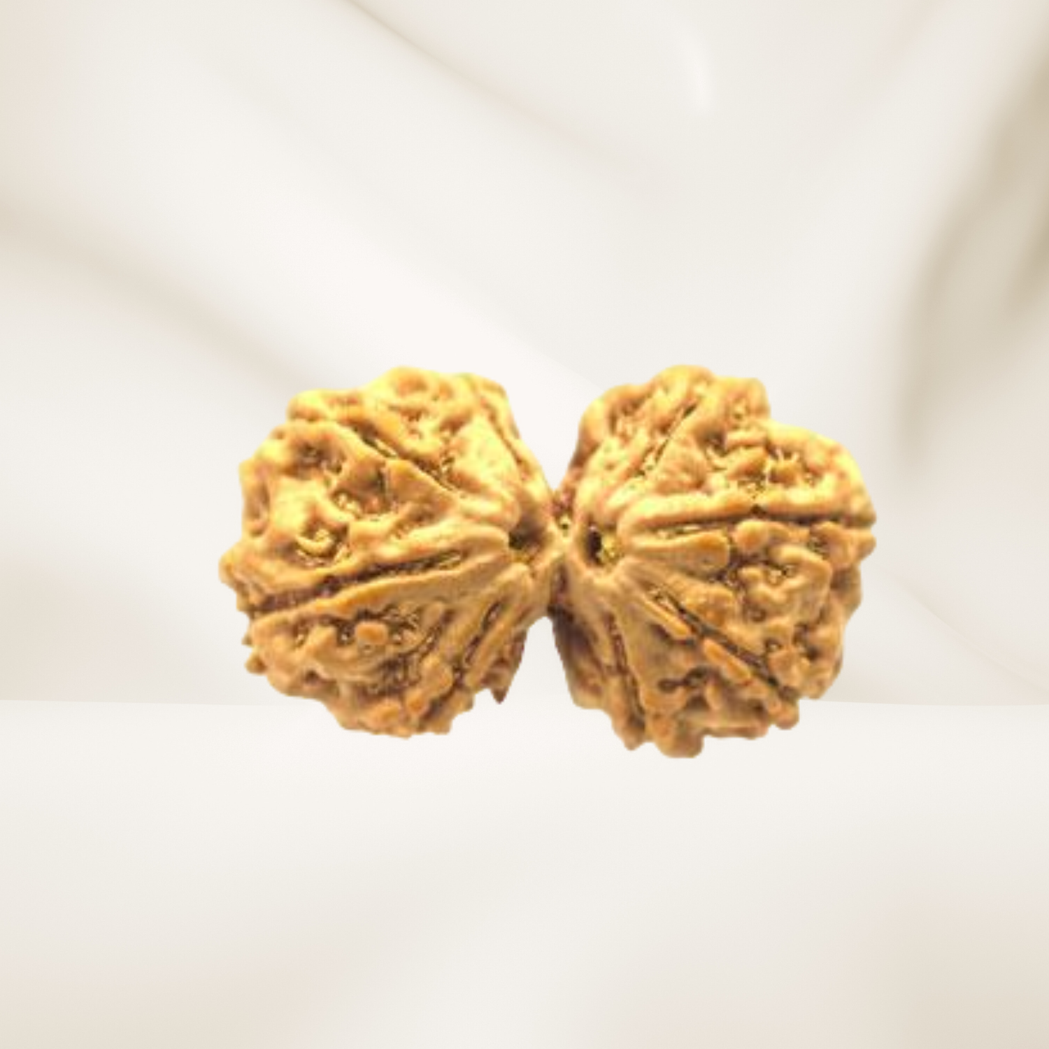 Gauri Shankar Rudraksha