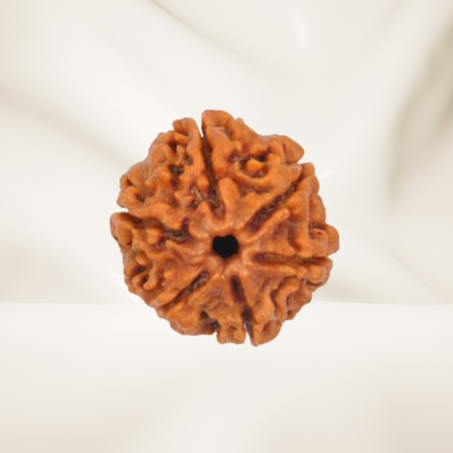 6 Mukhi Rudraksha