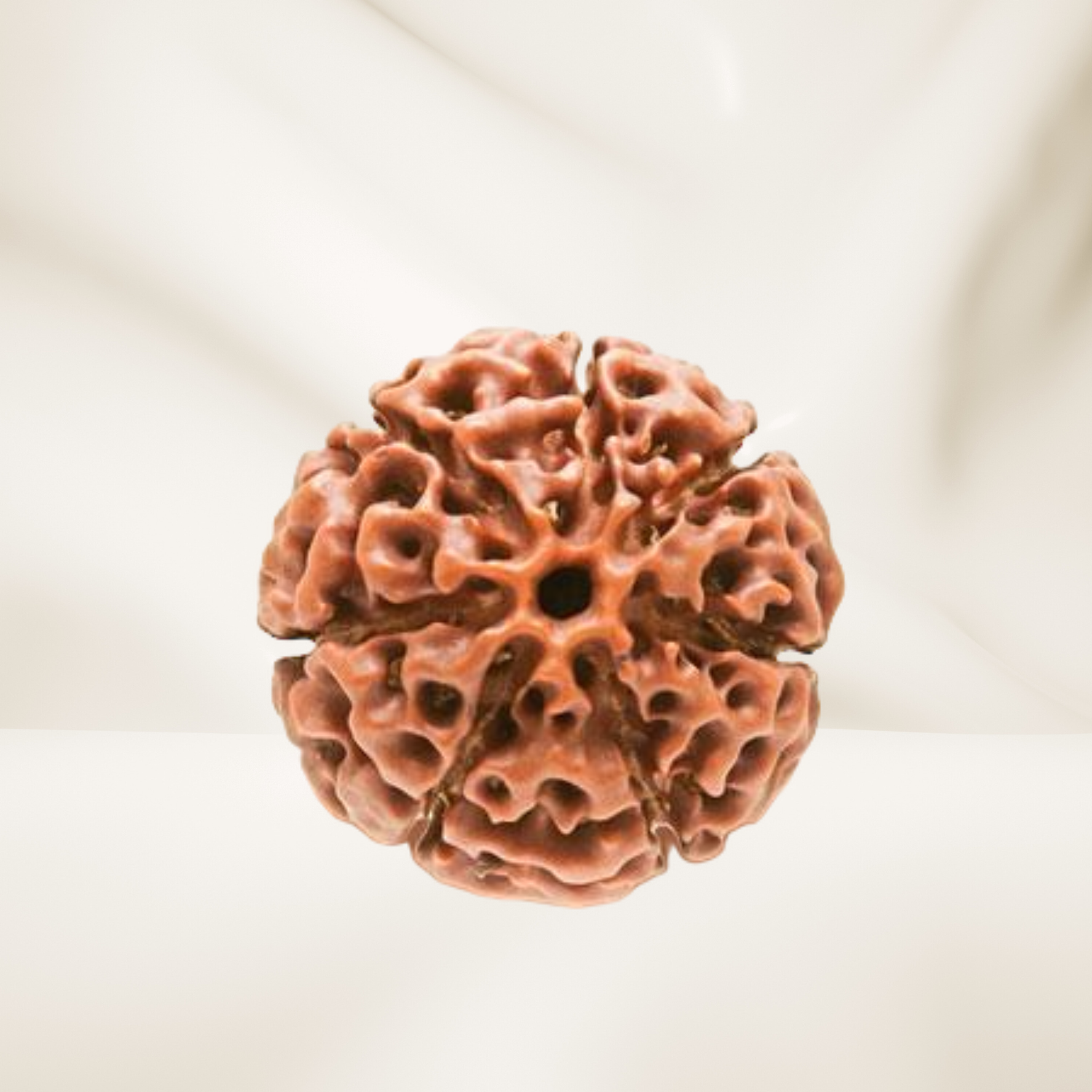 7 Mukhi Rudraksha