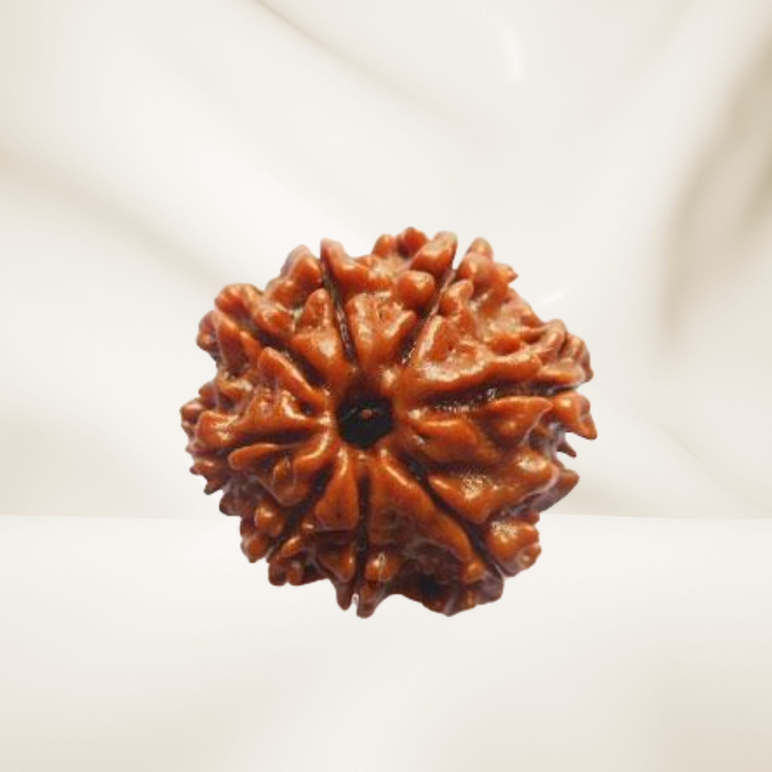 8 Mukhi Rudraksha